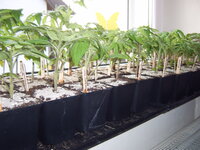 Tomaten 14.04 (2).JPG