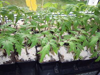 Tomaten 14.04 (3).JPG