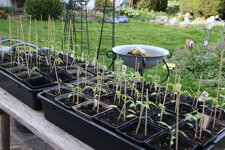 Tomaten    0225.JPG