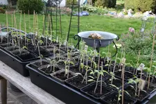 Tomaten    0225.webp