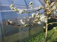 Nashi mit Teilschaden nach teilweiser Frostschutzberegnung 2.webp