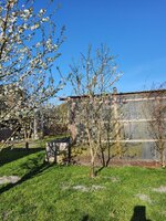 Kirschblüte 1.jpg