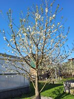 Kirschblüte 2.jpg