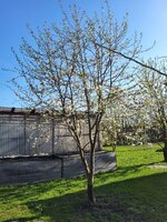 Kirschblüte 4.jpg