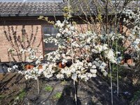 Nashiblüte nach Frostschutzberegnung 2.jpg