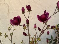 IMG_6458.jpeg