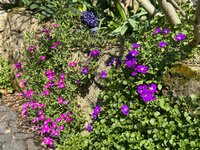 IMG_6456.jpeg