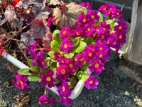 IMG_6455.jpeg