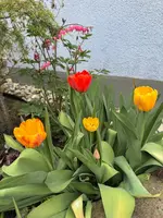 IMG_6447.jpeg