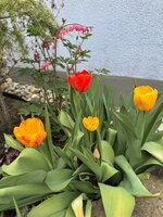 IMG_6447.jpeg