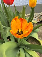 IMG_6445.jpeg