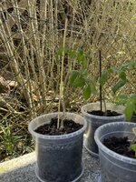 IMG_0249.JPEG