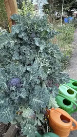 IMG_4001.jpeg