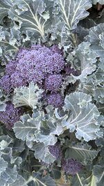 IMG_4002.jpeg