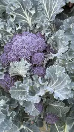 IMG_4002.jpeg