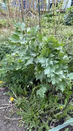 IMG_4004.jpeg