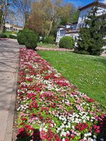 20250414_121529.jpg