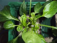 Duma Paprika 16.04 (1).webp