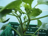 Duma Paprika 16.04 (2).webp