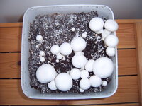 Pilze Aldibox 16.04.25.JPG