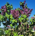 IMG_20250416_084409.jpg