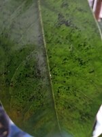 20250416_155931.jpg