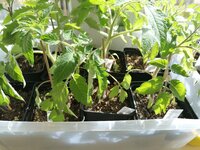 IMG_20250416_153044.jpg