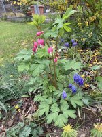 IMG_6415.jpeg