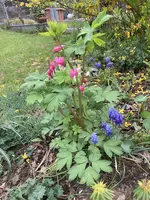IMG_6415.jpeg