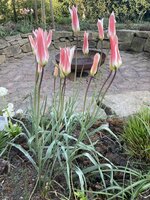 IMG_6354.jpeg