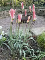 IMG_6354.jpeg