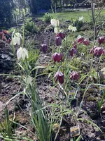 IMG_6258.jpeg