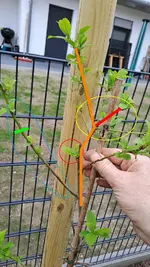 Pflaume.webp Pflaume.webp