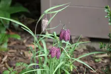 Schachbrettblume0123.JPG