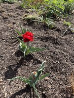 IMG_0251.JPEG