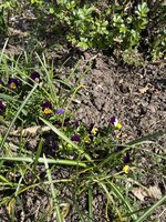 IMG_0253.JPEG