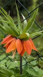 Kaiserkrone.webp