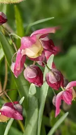 Elfenblume.webp