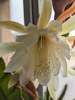 Epiphyllum.jpg