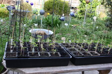 Tomaten    0125.JPG