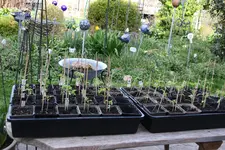 Tomaten    0125.webp