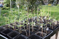 Tomaten    0325.JPG
