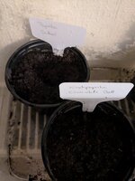 PXL_20250417_211210768.MP.jpg