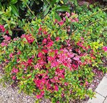 IMG_20250418_073959.jpg
