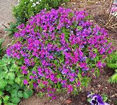 IMG_20250418_074028.jpg