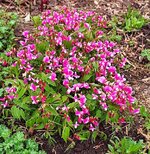 IMG_20250418_074136.jpg