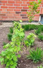 IMG_20250418_074205.jpg