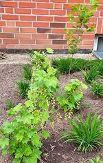 IMG_20250418_074205.jpg