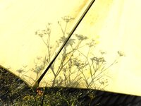DSCN9535.JPG