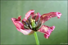 c048.webp